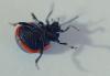 Chrysolina kuesteri